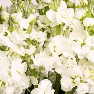 esmeralda-farms-stock-yuki-no-mai-white