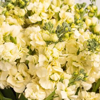 esmeralda-farms-stock-ki-no-mai-yellow