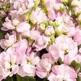 esmeralda-farms-stock-yume-no-mai-rose