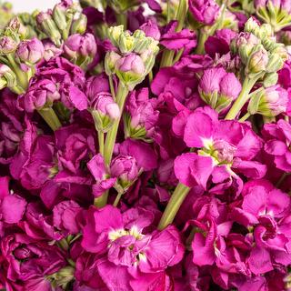 esmeralda-farms-stock-no-uta-deep-red