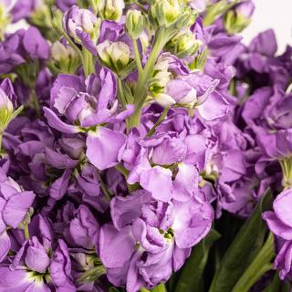 esmeralda-farms-stock-ao-no-mai-deep-blue