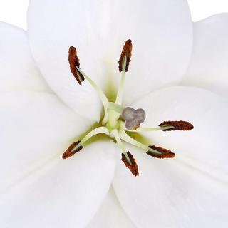 esmeralda-farms-trevi-oriental-lily-thumbnail