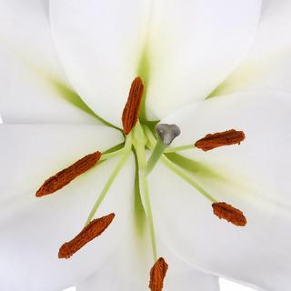 esmeralda-farms-zambesi-oriental-lily-thumbnail