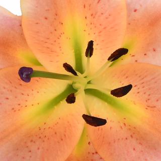 esmeralda-farms-zelmira-oriental-lily-thumbnail