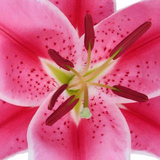 esmeralda-farms-charming-oriental-lily-thumbnail