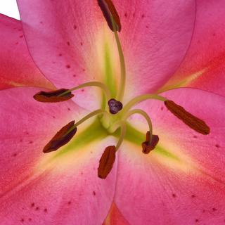 esmeralda-farms-tarrango-oriental-lily-thumbnail