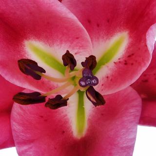 esmeralda-farms-marengo-oriental-lily-thumbnail