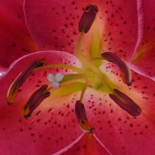 esmeralda-farms-red-sparrow-oriental-lily-thumbnail