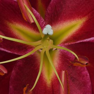 esmeralda-farms-petrolia-oriental-lily-thumbnail