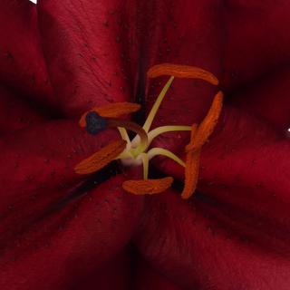 esmeralda-farms-firebolt-oriental-lily-thumbnail