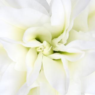 esmeralda-farms-monica-roselily-thumbnail