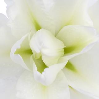 esmeralda-farms-ramona-roselily-thumbnail
