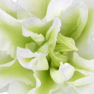 esmeralda-farms-aischa-roselily-thumbnail