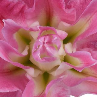 esmeralda-farms-kadango-roselily-thumbnail