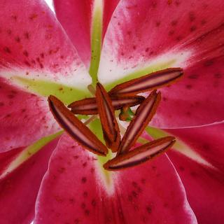 esmeralda-farms-chartwell-oriental-lily-thumbnail