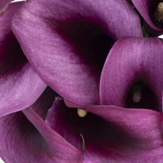 esmeralda-farms-calla-lily-accent