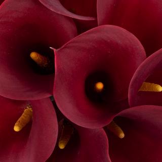 esmeralda-farms-calla-lily-cherry-love