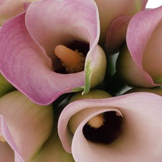 esmeralda-farms-calla-lily-couplet