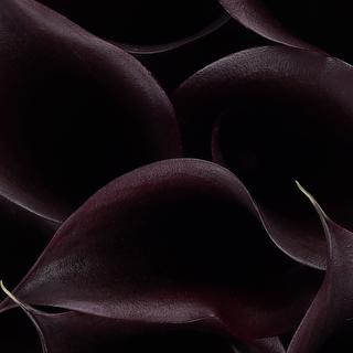 esmeralda-farms-calla-lily-e607