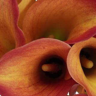 esmeralda-farms-calla-lily-e632
