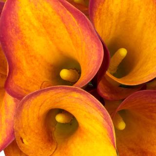 esmeralda-farms-calla-lily-gran-paradiso