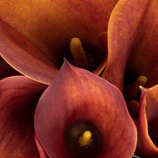 esmeralda-farms-calla-lily-orange-mango