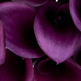 esmeralda-farms-calla-lily-paco