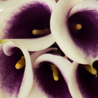 esmeralda-farms-calla-lily-picasso