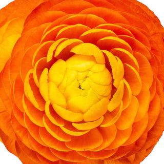 esmeralda-ranunculus-clementine-orange