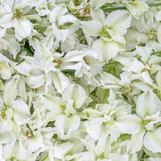 esmeralda-farms-larkspur-white-king