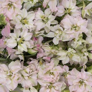 esmeralda-farms-larkspur-pink-perfection