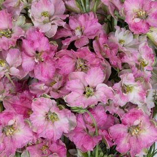 esmeralda-farms-larkspur-carmine