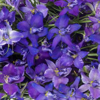 esmeralda-farms-larkspur-blue-spire