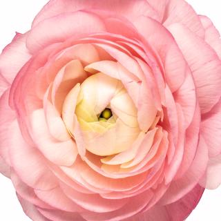 esmeralda-ranunculus-rosa-pink