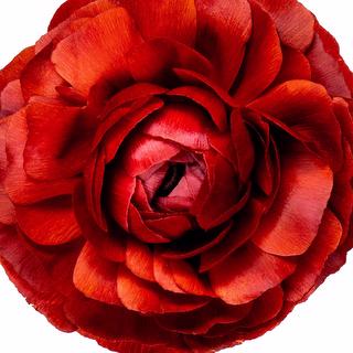 esmeralda-ranunculus-rosso-red