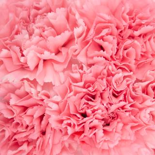 esmeralda-farms-carnation-pink