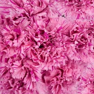 esmeralda-farms-carnation-novelty