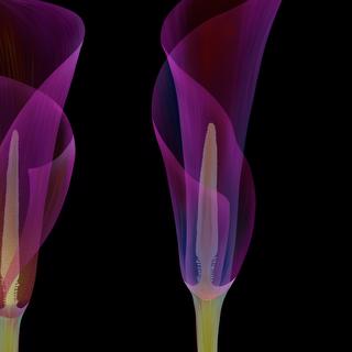 phytovirtual-inspiration-6