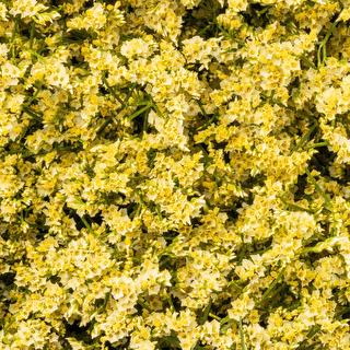 esmeralda-limonium-yellow-painted