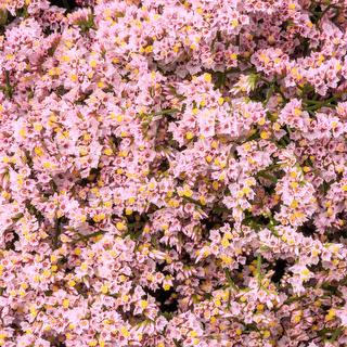 esmeralda-limonium-pink-activa