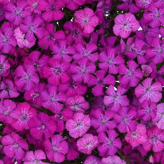 esmeralda-farms-dianthus-neon-purple-1