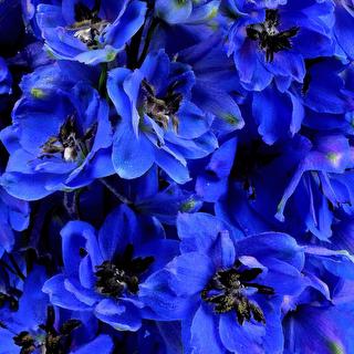esmeralda-farms-delphinium-blue-jay-1