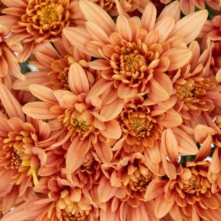esmeralda-farms-pompon-cushion-veronica-salmon-1