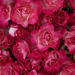 esmeralda-farms-spray-rose-milky-way-1