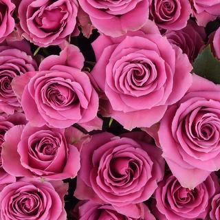 esmeralda-farms-spray-rose-brilliant-stars-cassiopeia-1