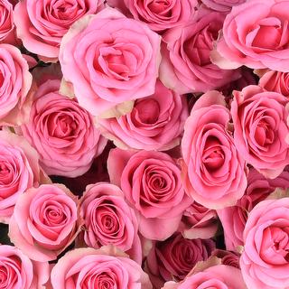 esmeralda-farms-spray-rose-brilliant-stars-bonbon-1