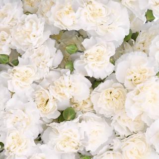 esmeralda-farms-mini-carnation-white-1