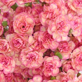 esmeralda-farms-mini-carnation-novelty-1