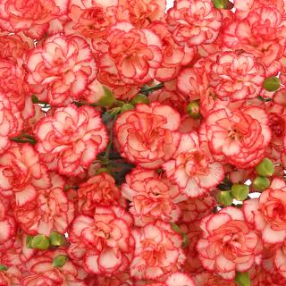 esmeralda-farms-mini-carnation-orange-1