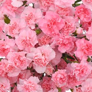 esmeralda-farms-mini-carnation-pink-1